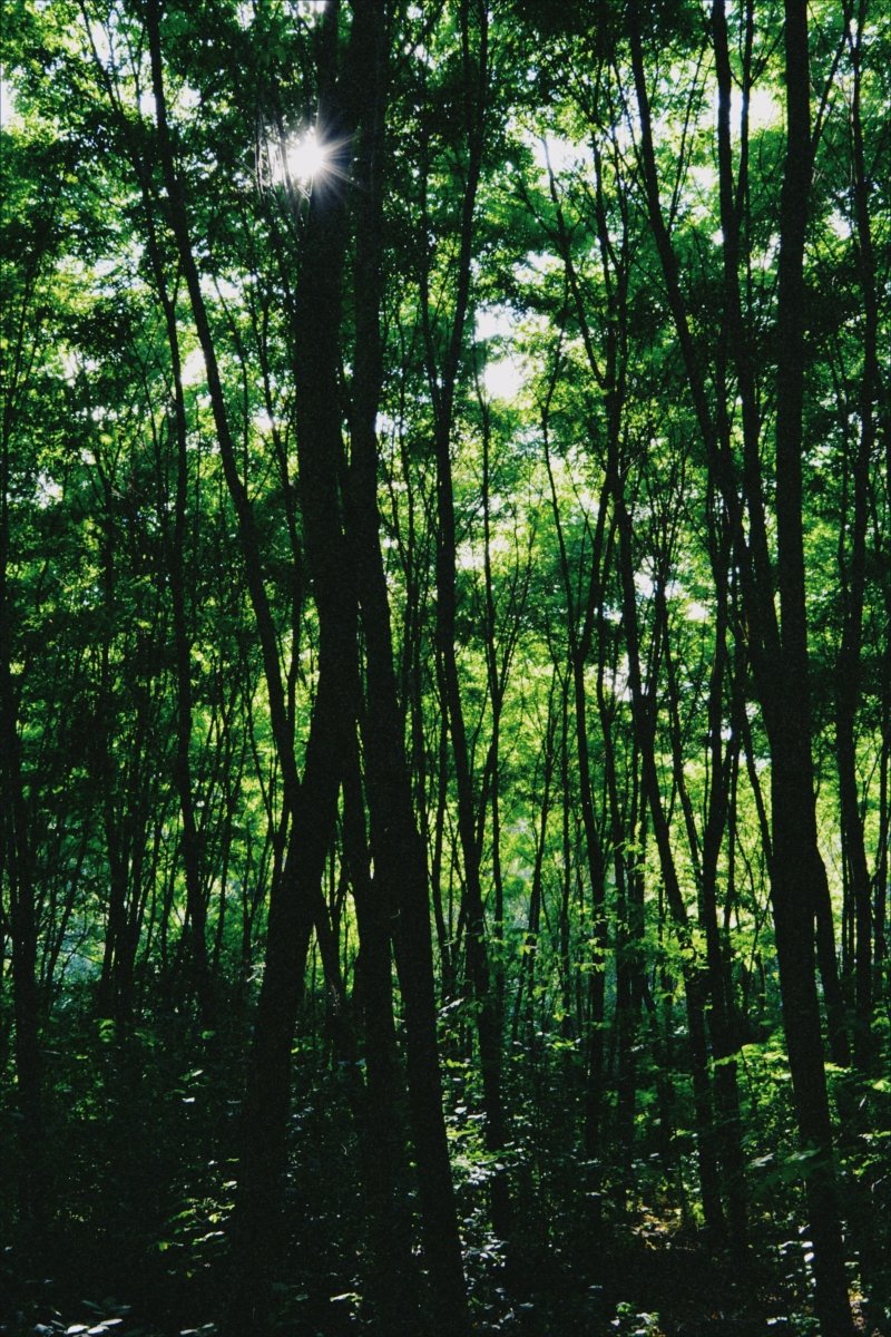 picture of the woods background for the woodlands concrete leveling 